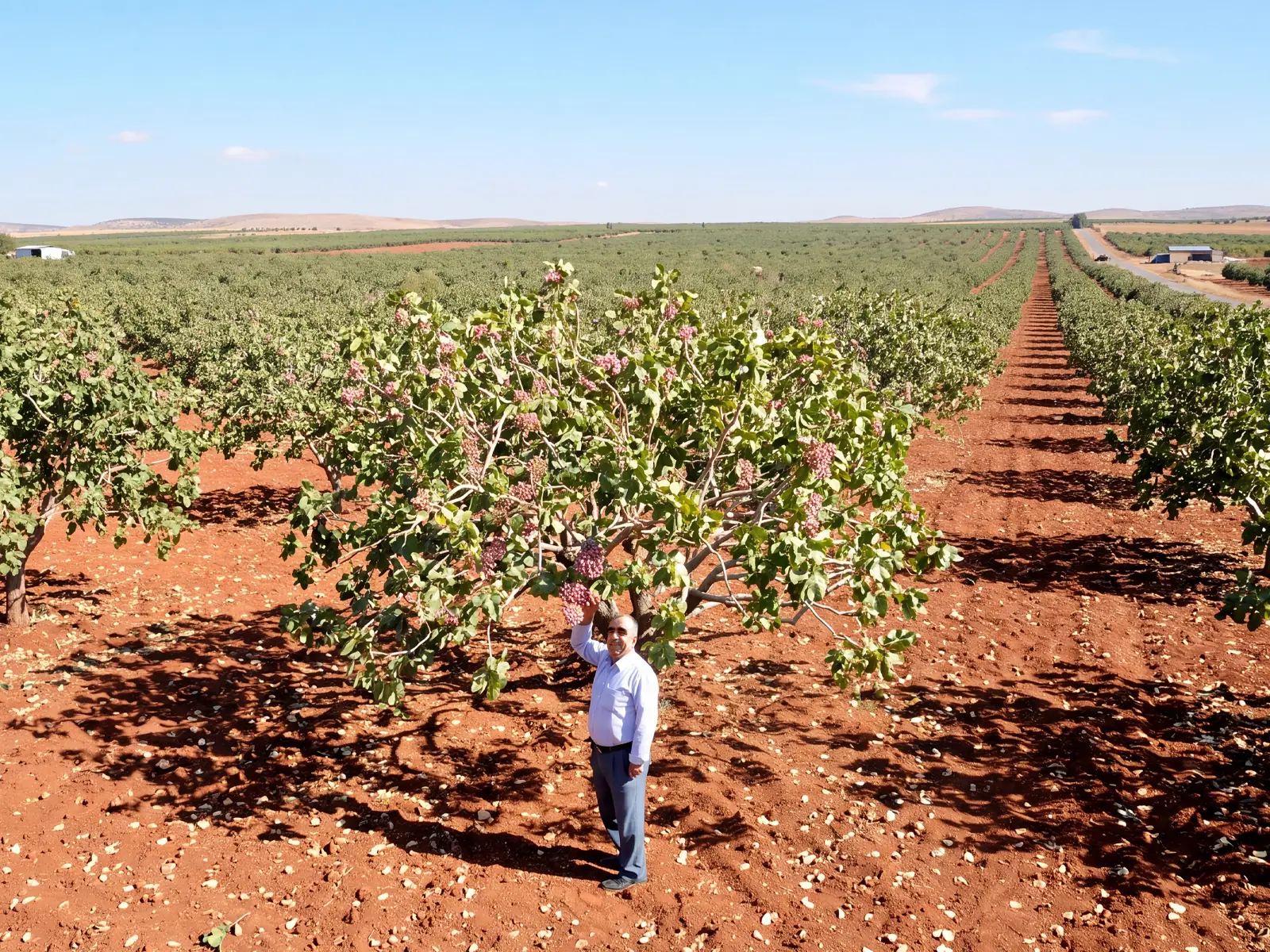 Mehmet Kılıç in the pistachio fields